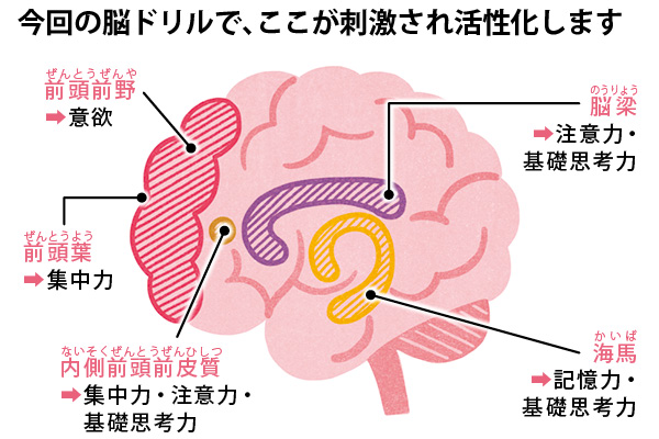 脳ドリルで活性化する部分はココ！