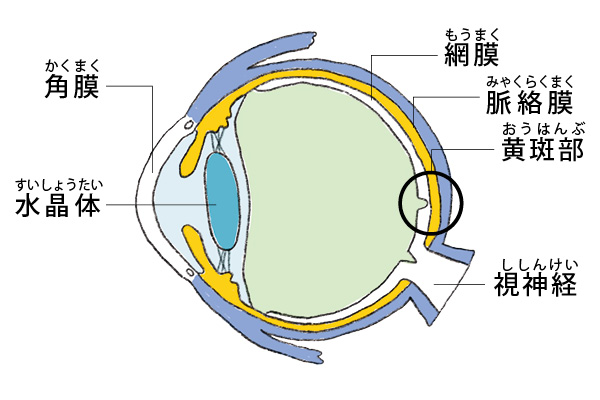 まずは目の基本的な構造を知っておきましょう