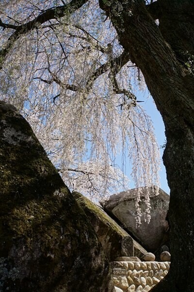 下久堅・三石の桜と甌穴（おうけつ）