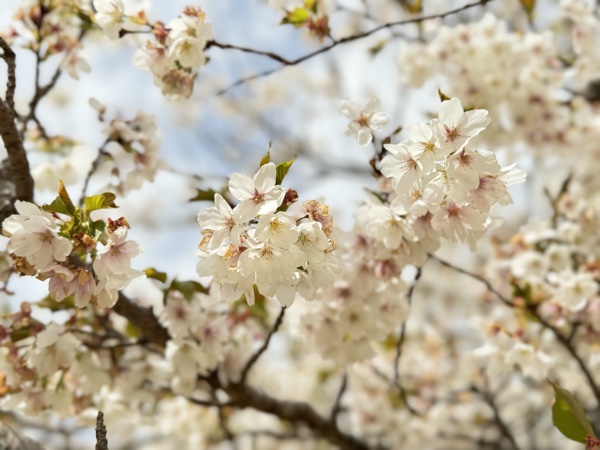 40種3000本の桜を楽しめる「さくらの里」へ