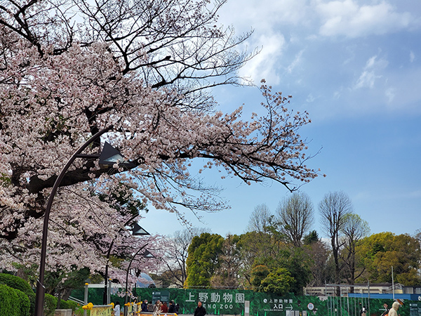 上野恩賜公園の桜2020