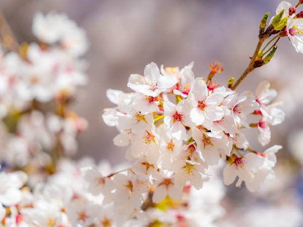 桜の花を見れば、散るタイミングがわかる！