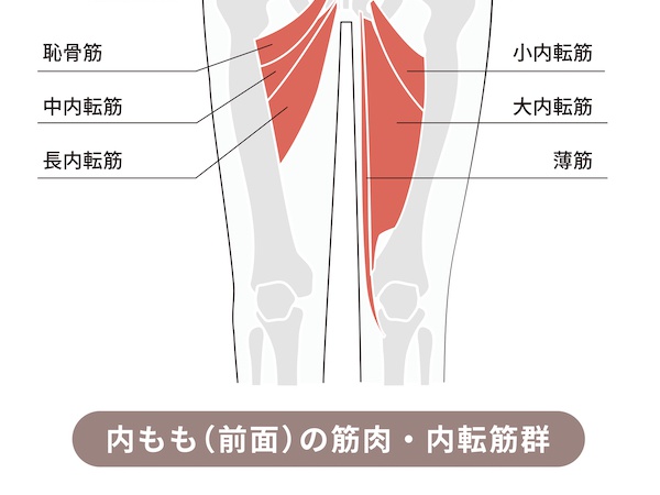 内転筋とは