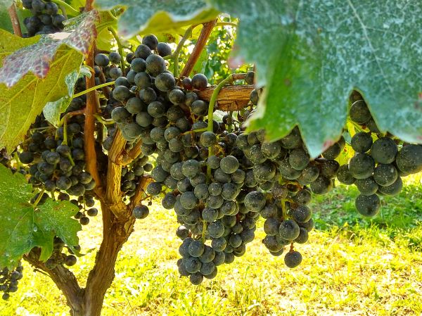 ワイン用ブドウの収穫は、ワイナリーファンの交流会