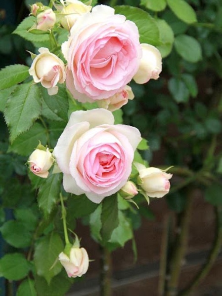 『ピエール・ドゥ・ロンサール』……最初に植えたバラです