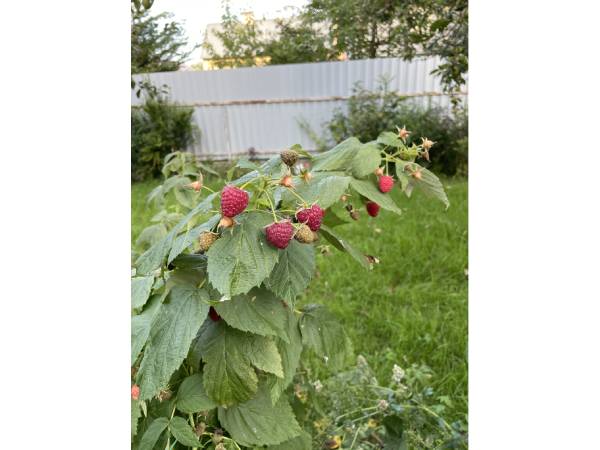 気仙沼の土とベラルーシ料理に使う野菜のハーモニーは最高！