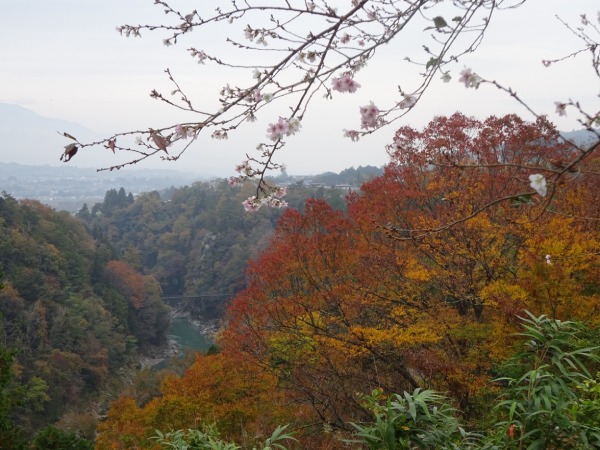 秋の野山