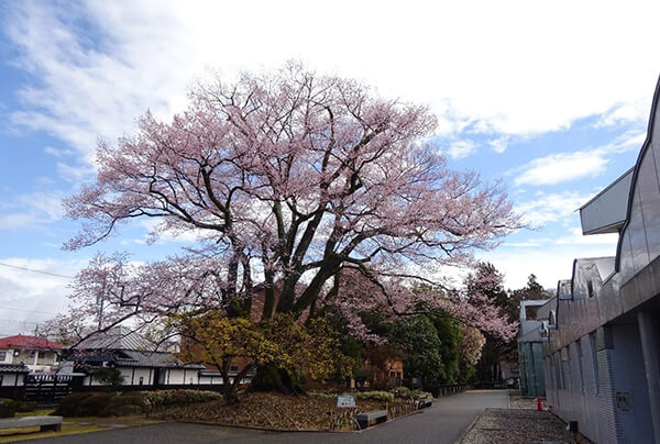長野県の天然記念物「安富桜」