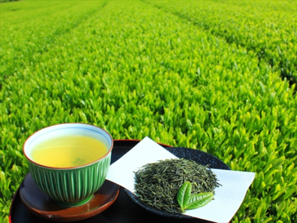 お茶の種類、緑茶・紅茶は同じ葉って本当？　　