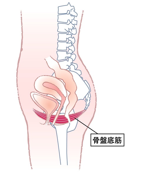 ケアの基本中の基本は「骨盤底トレーニング」！