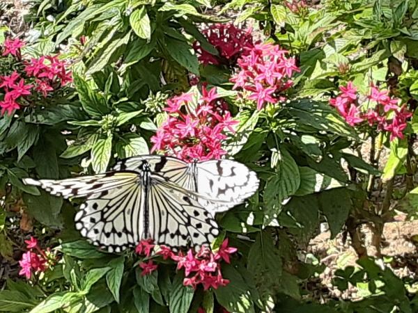 奄美大島ビッグⅡの日本一大きな蝶と蝶に詳しい男の子