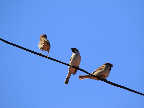 鳥が電線で感電しない理由は？なぜ電線に止まるの？