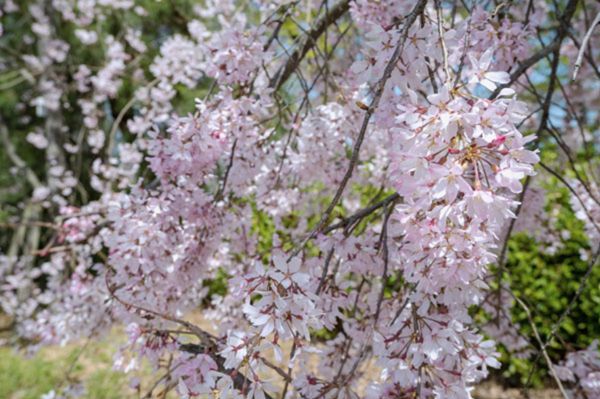枝垂れ桜が美しい半木の道