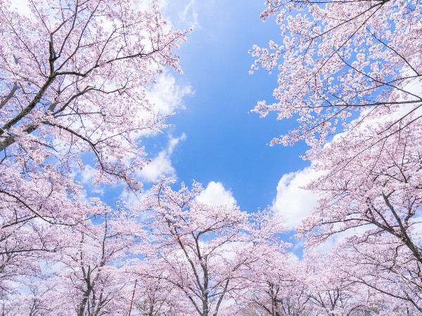 日本の代表的な桜の種類は ハルメクweb