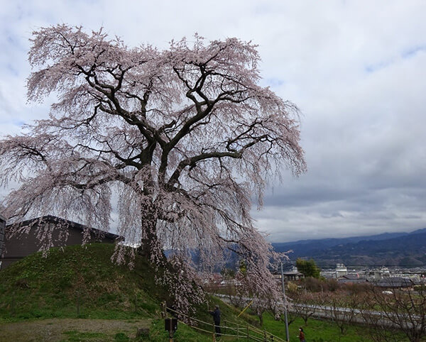 麻績の里 石塚の桜
