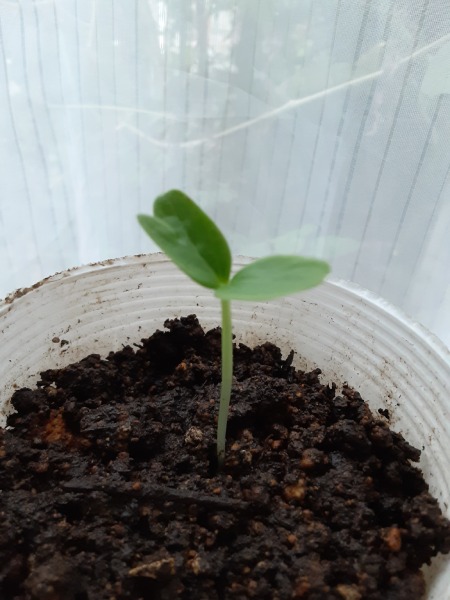 ９月に種を撒いて室内で胡瓜は育つのでしょうか？