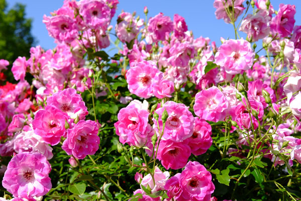 バラの品種「ブリリアント ピンク アイスバーグ」