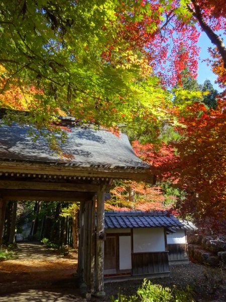 今年一番の紅葉！