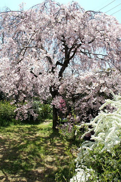 枝垂れ桜のシャワー｜京都・原谷苑