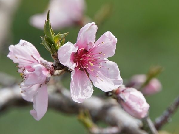 桜・桃の花