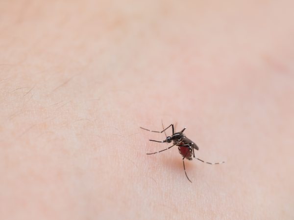 蚊はなぜ人間を刺すのか