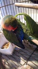 コザクラインコのきすけ