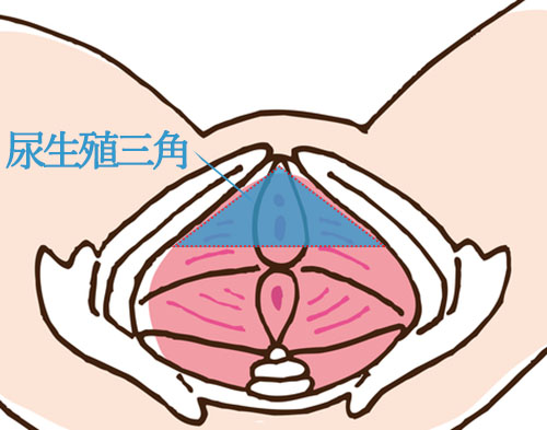 尿生殖三角の場所