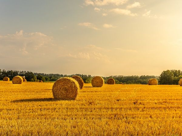 大麦と小麦の違いって？代用できるの？