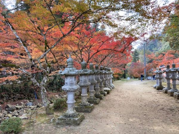 京都のんびり紅葉旅～光明寺・善峯寺～