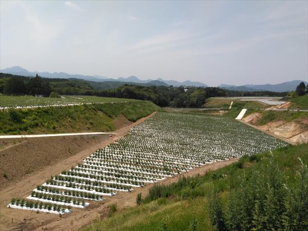耕作放棄地の再生：ぶどう園から茶畑へ