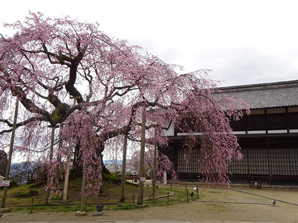 舞台桜と旧座光寺小学校