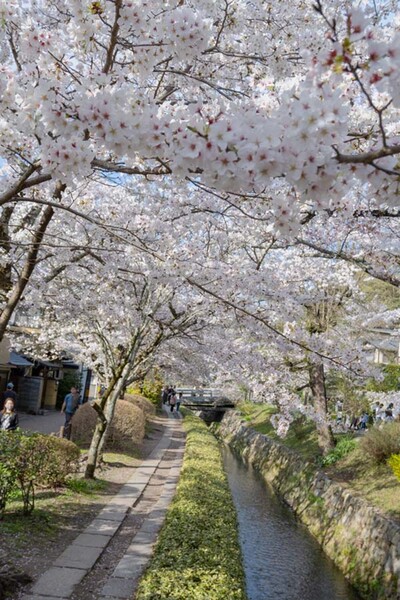 哲学の道は桜の道